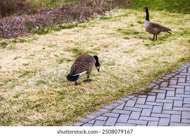 Close up view of two geese on yellow-green lawn beside paved walkway in park on spring day. USA. - Powered by Shutterstock