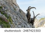 Close up view of two ibex, capricorn on the rocky slope of a mountain. Swiss mountains, appenzell, wildlife. adult ibex on rocks. Summer,daytime. European wildlife, wildlife conservation. Nature.