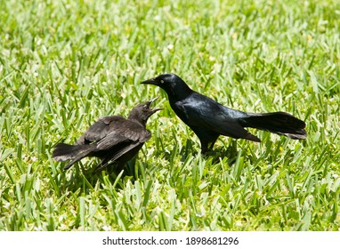 The Close View Of Two Little Birds Communicating On A Grass On Grand Cayman Island (Cayman Islands).