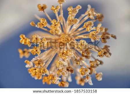 Close up view of a unique plant