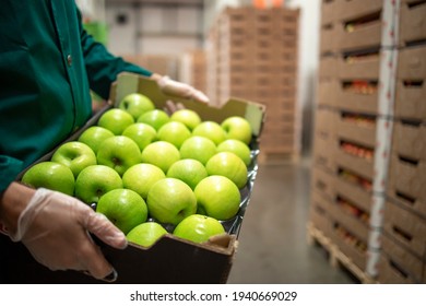 Close Up View Of Unrecognizable Worker Holding Crate Full Of Green Apples In Organic Food Factory Warehouse.