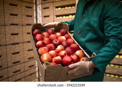 Close Up View Of Unrecognizable Worker Holding Crate Full Of Red Apples In Organic Food Factory Warehouse.