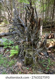 Close view of an uprooted fallen tree in a shaded forest, with exposed roots twisting upward from the woodland floor beside weathered logs and bright green ferns. The image emphasizes the organic textures of tangled roots, bark, leaf litter, and surrounding trees, creating a detailed outdoor scene with depth, contrast, and a quiet natural atmosphere. No identifiable people visible.