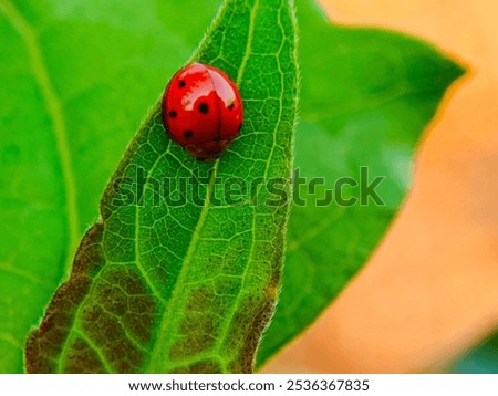 close up view of a variable ladybug or scientifically known as Coelophora inaequalis