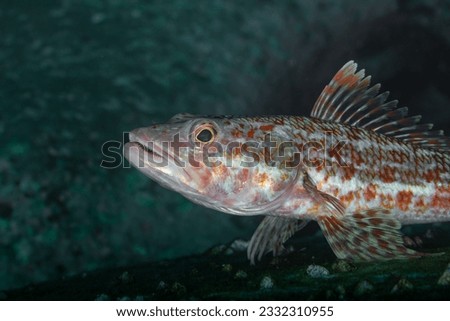 A close up view of the variegated lizardfish (Synodus variegatus in Latin) sitting on the rock