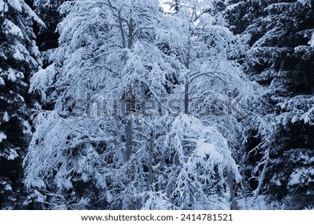 Similar – Snow vs. sun Natur Pflanze