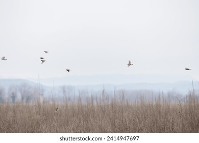 close up view of various small and wild birds flying above the dry bushes, in the countryside, during a misty winter morning