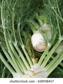 An up close view of the vegetable Fennel