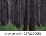 Close up view of vertical tree trunks in a pine forest with a green base of undergrowth
