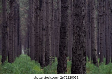 Close up view of vertical tree trunks in a pine forest with a green base of undergrowth