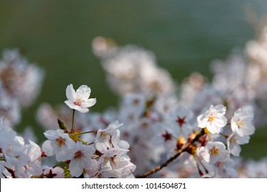 Close up view of vibrant cherry blossoms on a branch of Sakura tree under bright spring sunshine
lovely pink Sakura flowers ( cherry blossoms ) with a blurred background of blossoming boughs