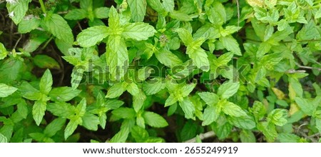 A close up view of a vibrant patch of spearmint plants