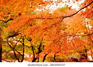 A close up view of vibrant red maple leaves on tree branches during the autumn season in a forest setting.