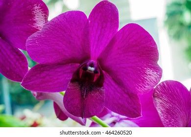 Close View Of A Vibrant Violet Orchid Of The Orchidaceae Family On The Phylogenetic Tree.