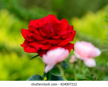 Close View Of Victor Hugo Red Rose In Tokyo, Japan