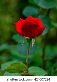 Close View Of Victor Hugo Red Rose In Tokyo, Japan