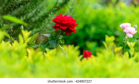 Close View Of Victor Hugo Red Rose In Tokyo, Japan