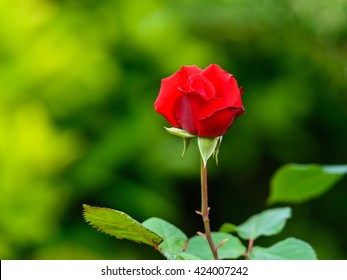 Close View Of Victor Hugo Red Rose In Tokyo, Japan