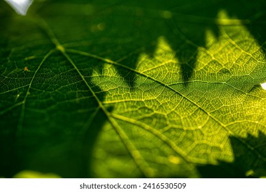 A Close up view of a Vineyard on a hill at sunset - Dolenjska, Slovenia - Powered by Shutterstock