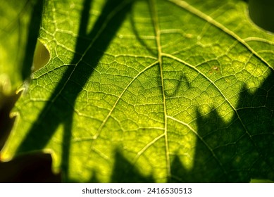 A Close up view of a Vineyard on a hill at sunset - Dolenjska, Slovenia - Powered by Shutterstock