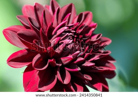 Close up view of vinous dahlia in the summer [[stock_photo]] © 