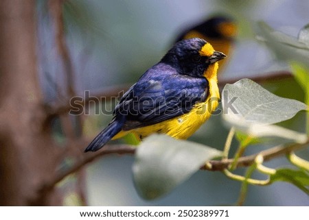 Close up view of Violaceous euphonia