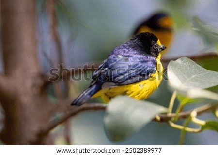 Close up view of Violaceous euphonia