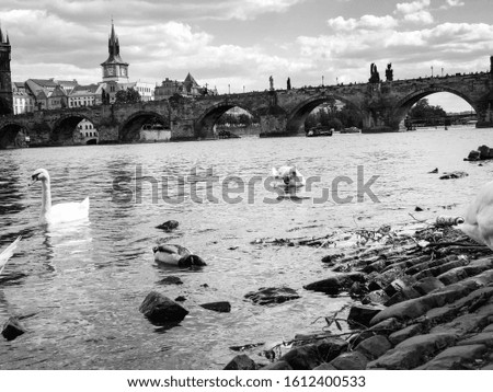 Similar – Image, Stock Photo *Pigeon dove Lake