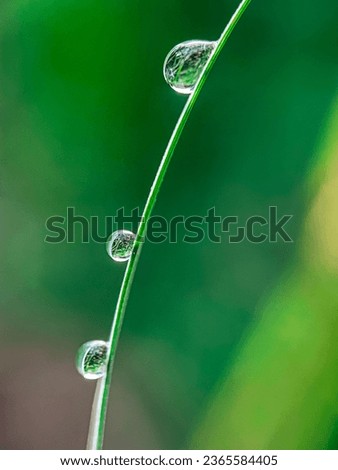 Similar – Foto Bild Wenn die Erde weint Gras