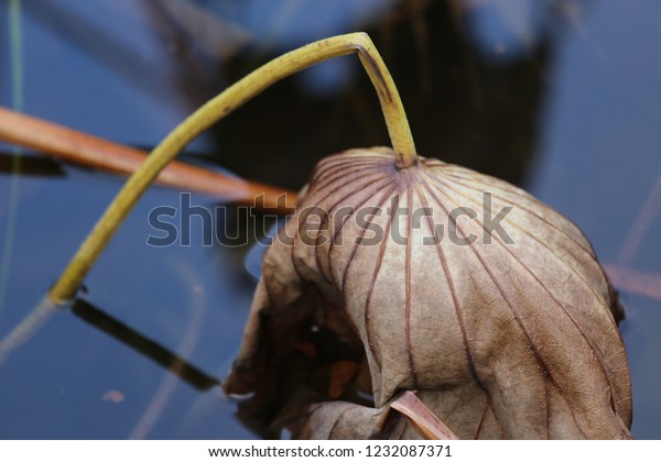 close-view-water-lily-dying-surface-stock-photo-edit-now-1232087371