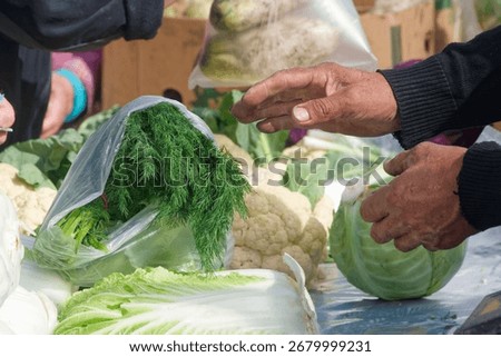Close view of a seller’s weathered hands above dill and cabbages at a street farmers market; fresh harvest, local produce retail, vivid outdoor scene. Photo