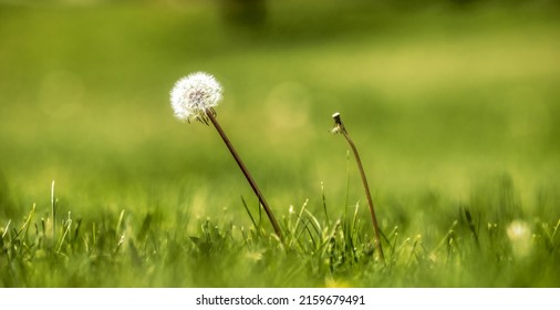 Close up View of White Dandelion Flower in a green field. Taken in Vancouver, British Columbia, Canada. Nature Background