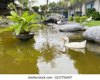 Close Up View White Duck In The Pond With Bridge And Water Plants