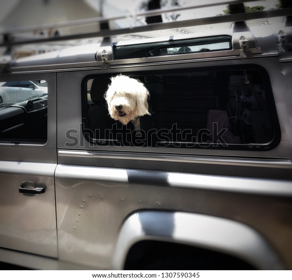 Close up view of a white hairy head dog looking out\
inside a Jeep