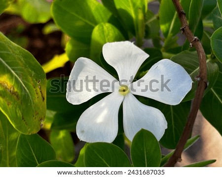 close up view of white periwinkle flower. catharanthus roseus