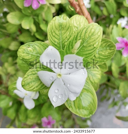 close up view of white periwinkle flower, beautiful flower
