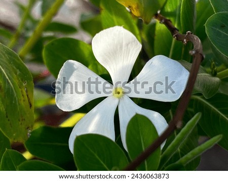 close up view of white periwinkle flower. catharanthus roseus