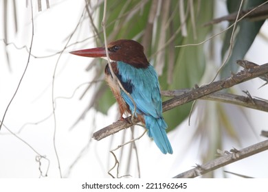 Close Up View Of White Throated Kingfisher