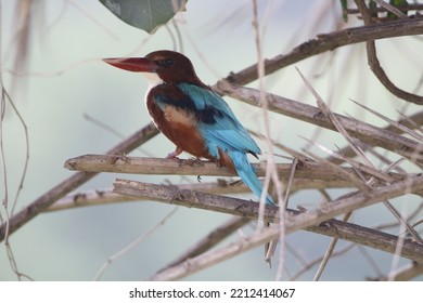 Close Up View Of White Throated Kingfisher