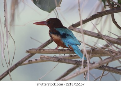 Close Up View Of White Throated Kingfisher