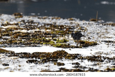 Close view of a White-browed Crake moving across floating vegetation, head lowered as it searches for food. The scene is lit by strong natural light, creating bright highlights and shimmering reflections on the dark water.
