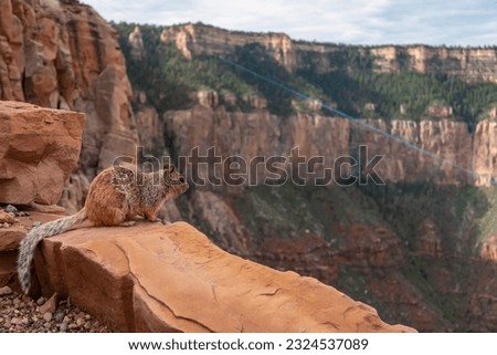 Close up view of wild cute squirrel standing on a rock formation along South Kaibab hiking trail, South Rim of Grand Canyon National Park, Arizona, USA. Wildlife watching in the Southwest, America