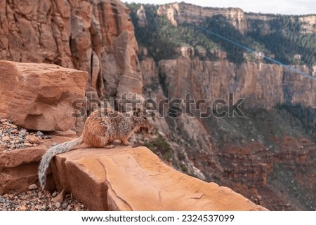 Close up view of wild cute squirrel standing on a rock formation along South Kaibab hiking trail, South Rim of Grand Canyon National Park, Arizona, USA. Wildlife watching in the Southwest, America
