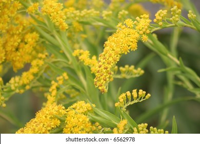 Close Up View Of A Wild Golden Rod Flowers.