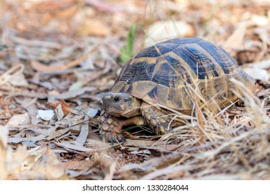 Close Up View Of The Wild Land Tortoise In The Bushes. Turtles And Tortoises Have Well Surpassed The Dinosaurs So Far But They Need Our Help To Keep Them Around Much Longer.