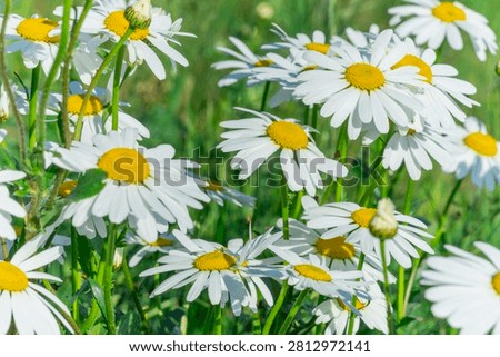 Close up view of wild white oxeye daisy Leucanthemum vulgare flowers blooming on fresh vibrant green summer meadow under bright sun