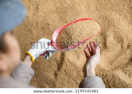 Close up view of woman farmer holding scoop with soybean husk. Farmer with fodder, animal feed.