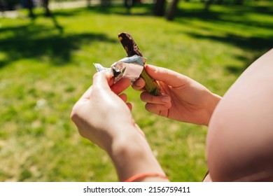 Close Up View Of Woman Opening Protein Bar Package While Standing On A City Park, Outdoors. Eating Protein Bar, Healthy Food Or Snacks. Green, Sunny Day And Sportive Concepts.