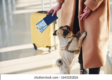 Close up view of woman that standing in the airport with tickets in hands and her little dog.