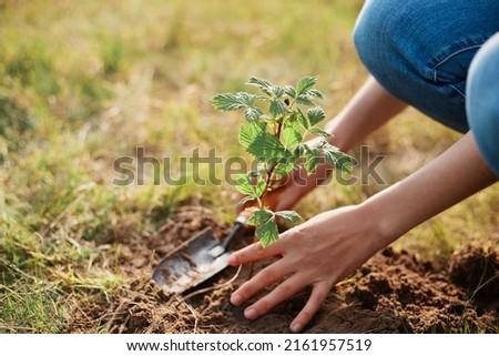 Close up view of woman's hands pruning raspberry bushes with garden shears, garden work in spring, planting, holding small shovel.